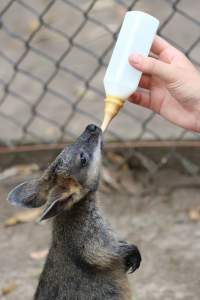 A joey swamp wallaby being fed a bottle - It is a common practice within the zoo industry that zoos will often pull young joeys from their mothers to hand raise. They do this so they can have docile and people friendly wallabies for visitors to walk among and feed.
Little to no consideration is given to the joey or the mother.
 - Captured at Billabong Zoo, Sancrox NSW Australia.