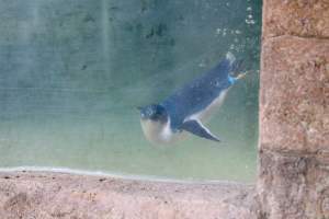 Little Penguin on display. - In Australia there is a ‘minimum’ standard that zoos need to adhere to if they want to exhibit exotic or native species. Although these minimum standards are adhered to,  it shows more importance is placed on the bottom dollar then the space requirements and needs of the animal they are exhibiting.
 - Captured at Billabong Zoo, Sancrox NSW Australia.