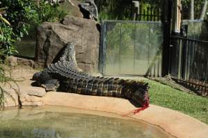 Saltwater Crocodile on dispaly with a bleeding tail - After a recent tail amputation this saltwater crocodile started biting at his tail where the amputation was. He was left on display in this condition. - Captured at Billabong Zoo, Sancrox NSW Australia.