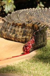 Saltwater Crocodile on dispaly with a bleeding tail - After a recent tail amputation this saltwater crocodile started biting at his tail where the amputation was. He was left on display in this condition. - Captured at Billabong Zoo, Sancrox NSW Australia.