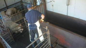 Sow shot in stun pen - A sow being shot with a rifle in the stun pen - Captured at Menzel's Meats, Kapunda SA Australia.