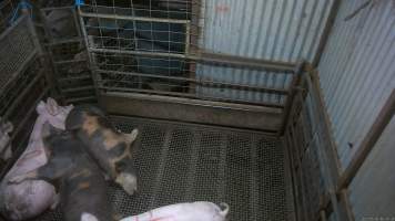 Pigs sleeping in stun pen - Multi-coloured pigs sleeping in the stun pen - Captured at Menzel's Meats, Kapunda SA Australia.