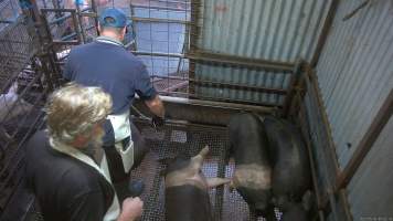 Pig stunning - Pigs being stunned with the electric stunner - Captured at Menzel's Meats, Kapunda SA Australia.