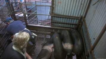 Pig stunning - Pigs being stunned with the electric stunner - Captured at Menzel's Meats, Kapunda SA Australia.