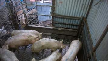 Pigs in race - Pigs being herded up the race into the stun pen - Captured at Menzel's Meats, Kapunda SA Australia.