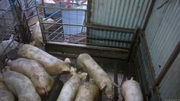 Pigs in race - Pigs being herded up the race into the stun pen - Captured at Menzel's Meats, Kapunda SA Australia.