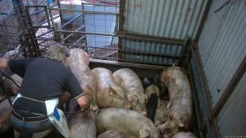 Pig stunning - Pigs being stunned with the electric stunner - Captured at Menzel's Meats, Kapunda SA Australia.