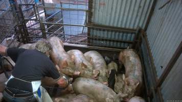 Pig stunning - Pigs being stunned with the electric stunner - Captured at Menzel's Meats, Kapunda SA Australia.