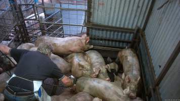 Pig stunning - Pigs being stunned with the electric stunner - Captured at Menzel's Meats, Kapunda SA Australia.