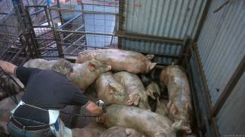 Pig stunning - Pigs being stunned with the electric stunner - Captured at Menzel's Meats, Kapunda SA Australia.