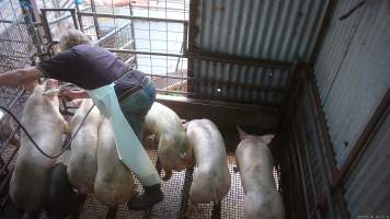 Pig stunning - Pigs being stunned with the electric stunner - Captured at Menzel's Meats, Kapunda SA Australia.