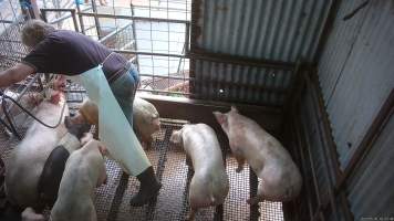 Pig stunning - Pigs being stunned with the electric stunner - Captured at Menzel's Meats, Kapunda SA Australia.