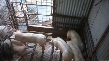 Stunned pig - Other pigs nudging at stunned pig - Captured at Menzel's Meats, Kapunda SA Australia.