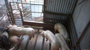 Stunned pig - Other pigs nudging at stunned pig - Captured at Menzel's Meats, Kapunda SA Australia.