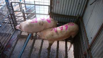Two sows shot with rifle - At Menzel's sows are shot with a rifle in order to 'stun' them prior to having their throats slit. These two sows were herded into the pen together. One was shot and began spasming violently on the ground while the other sow attempted to find a way out. The other sow was then shot, however did not collapse, instead rearing back in pain. Bleeding from her mouth, this sow then frantically ran around the pen and forced her way out of the race, escaping back down into the holding pens. She was chased by workers who herded her back up and shot her again. This time she collapsed to the floor and began shaking and spasming. - Captured at Menzel's Meats, Kapunda SA Australia.