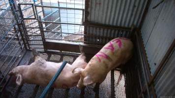 Two sows shot with rifle - At Menzel's sows are shot with a rifle in order to 'stun' them prior to having their throats slit. These two sows were herded into the pen together. One was shot and began spasming violently on the ground while the other sow attempted to find a way out. The other sow was then shot, however did not collapse, instead rearing back in pain. Bleeding from her mouth, this sow then frantically ran around the pen and forced her way out of the race, escaping back down into the holding pens. She was chased by workers who herded her back up and shot her again. This time she collapsed to the floor and began shaking and spasming. - Captured at Menzel's Meats, Kapunda SA Australia.