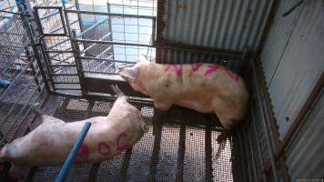 Two sows shot with rifle - At Menzel's sows are shot with a rifle in order to 'stun' them prior to having their throats slit. These two sows were herded into the pen together. One was shot and began spasming violently on the ground while the other sow attempted to find a way out. The other sow was then shot, however did not collapse, instead rearing back in pain. Bleeding from her mouth, this sow then frantically ran around the pen and forced her way out of the race, escaping back down into the holding pens. She was chased by workers who herded her back up and shot her again. This time she collapsed to the floor and began shaking and spasming. - Captured at Menzel's Meats, Kapunda SA Australia.