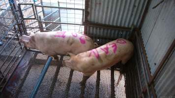 Two sows shot with rifle - At Menzel's sows are shot with a rifle in order to 'stun' them prior to having their throats slit. These two sows were herded into the pen together. One was shot and began spasming violently on the ground while the other sow attempted to find a way out. The other sow was then shot, however did not collapse, instead rearing back in pain. Bleeding from her mouth, this sow then frantically ran around the pen and forced her way out of the race, escaping back down into the holding pens. She was chased by workers who herded her back up and shot her again. This time she collapsed to the floor and began shaking and spasming. - Captured at Menzel's Meats, Kapunda SA Australia.