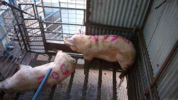 Two sows shot with rifle - At Menzel's sows are shot with a rifle in order to 'stun' them prior to having their throats slit. These two sows were herded into the pen together. One was shot and began spasming violently on the ground while the other sow attempted to find a way out. The other sow was then shot, however did not collapse, instead rearing back in pain. Bleeding from her mouth, this sow then frantically ran around the pen and forced her way out of the race, escaping back down into the holding pens. She was chased by workers who herded her back up and shot her again. This time she collapsed to the floor and began shaking and spasming. - Captured at Menzel's Meats, Kapunda SA Australia.