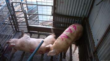 Two sows shot with rifle - At Menzel's sows are shot with a rifle in order to 'stun' them prior to having their throats slit. These two sows were herded into the pen together. One was shot and began spasming violently on the ground while the other sow attempted to find a way out. The other sow was then shot, however did not collapse, instead rearing back in pain. Bleeding from her mouth, this sow then frantically ran around the pen and forced her way out of the race, escaping back down into the holding pens. She was chased by workers who herded her back up and shot her again. This time she collapsed to the floor and began shaking and spasming. - Captured at Menzel's Meats, Kapunda SA Australia.