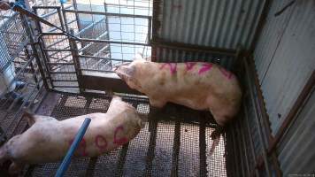 Two sows shot with rifle - At Menzel's sows are shot with a rifle in order to 'stun' them prior to having their throats slit. These two sows were herded into the pen together. One was shot and began spasming violently on the ground while the other sow attempted to find a way out. The other sow was then shot, however did not collapse, instead rearing back in pain. Bleeding from her mouth, this sow then frantically ran around the pen and forced her way out of the race, escaping back down into the holding pens. She was chased by workers who herded her back up and shot her again. This time she collapsed to the floor and began shaking and spasming. - Captured at Menzel's Meats, Kapunda SA Australia.