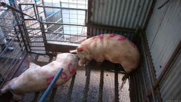 Two sows shot with rifle - At Menzel's sows are shot with a rifle in order to 'stun' them prior to having their throats slit. These two sows were herded into the pen together. One was shot and began spasming violently on the ground while the other sow attempted to find a way out. The other sow was then shot, however did not collapse, instead rearing back in pain. Bleeding from her mouth, this sow then frantically ran around the pen and forced her way out of the race, escaping back down into the holding pens. She was chased by workers who herded her back up and shot her again. This time she collapsed to the floor and began shaking and spasming. - Captured at Menzel's Meats, Kapunda SA Australia.