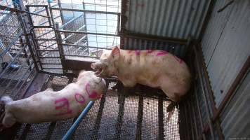 Two sows shot with rifle - At Menzel's sows are shot with a rifle in order to 'stun' them prior to having their throats slit. These two sows were herded into the pen together. One was shot and began spasming violently on the ground while the other sow attempted to find a way out. The other sow was then shot, however did not collapse, instead rearing back in pain. Bleeding from her mouth, this sow then frantically ran around the pen and forced her way out of the race, escaping back down into the holding pens. She was chased by workers who herded her back up and shot her again. This time she collapsed to the floor and began shaking and spasming. - Captured at Menzel's Meats, Kapunda SA Australia.