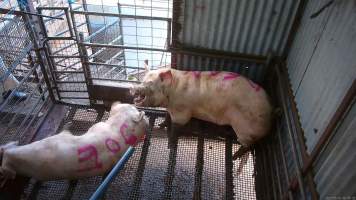 Two sows shot with rifle - At Menzel's sows are shot with a rifle in order to 'stun' them prior to having their throats slit. These two sows were herded into the pen together. One was shot and began spasming violently on the ground while the other sow attempted to find a way out. The other sow was then shot, however did not collapse, instead rearing back in pain. Bleeding from her mouth, this sow then frantically ran around the pen and forced her way out of the race, escaping back down into the holding pens. She was chased by workers who herded her back up and shot her again. This time she collapsed to the floor and began shaking and spasming. - Captured at Menzel's Meats, Kapunda SA Australia.