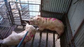 Two sows shot with rifle - At Menzel's sows are shot with a rifle in order to 'stun' them prior to having their throats slit. These two sows were herded into the pen together. One was shot and began spasming violently on the ground while the other sow attempted to find a way out. The other sow was then shot, however did not collapse, instead rearing back in pain. Bleeding from her mouth, this sow then frantically ran around the pen and forced her way out of the race, escaping back down into the holding pens. She was chased by workers who herded her back up and shot her again. This time she collapsed to the floor and began shaking and spasming. - Captured at Menzel's Meats, Kapunda SA Australia.