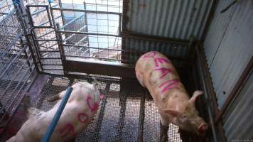 Two sows shot with rifle - At Menzel's sows are shot with a rifle in order to 'stun' them prior to having their throats slit. These two sows were herded into the pen together. One was shot and began spasming violently on the ground while the other sow attempted to find a way out. The other sow was then shot, however did not collapse, instead rearing back in pain. Bleeding from her mouth, this sow then frantically ran around the pen and forced her way out of the race, escaping back down into the holding pens. She was chased by workers who herded her back up and shot her again. This time she collapsed to the floor and began shaking and spasming. - Captured at Menzel's Meats, Kapunda SA Australia.