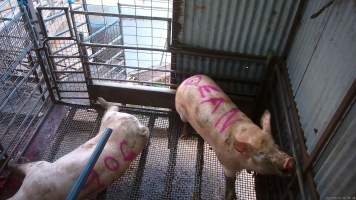 Two sows shot with rifle - At Menzel's sows are shot with a rifle in order to 'stun' them prior to having their throats slit. These two sows were herded into the pen together. One was shot and began spasming violently on the ground while the other sow attempted to find a way out. The other sow was then shot, however did not collapse, instead rearing back in pain. Bleeding from her mouth, this sow then frantically ran around the pen and forced her way out of the race, escaping back down into the holding pens. She was chased by workers who herded her back up and shot her again. This time she collapsed to the floor and began shaking and spasming. - Captured at Menzel's Meats, Kapunda SA Australia.