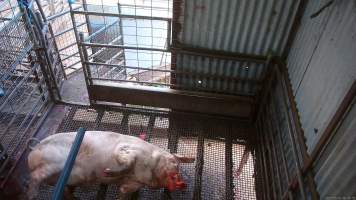 Two sows shot by rifle - At Menzel's sows are shot with a rifle in order to 'stun' them prior to having their throats slit. These two sows were herded into the pen together. One was shot and began spasming violently on the ground while the other sow attempted to find a way out. The other sow was then shot, however did not collapse, instead rearing back in pain. Bleeding from her mouth, this sow then frantically ran around the pen and forced her way out of the race, escaping back down into the holding pens. She was chased by workers who herded her back up and shot her again. This time she collapsed to the floor and began shaking and spasming. - Captured at Menzel's Meats, Kapunda SA Australia.
