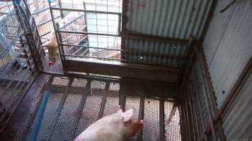 Two sows shot by rifle - At Menzel's sows are shot with a rifle in order to 'stun' them prior to having their throats slit. These two sows were herded into the pen together. One was shot and began spasming violently on the ground while the other sow attempted to find a way out. The other sow was then shot, however did not collapse, instead rearing back in pain. Bleeding from her mouth, this sow then frantically ran around the pen and forced her way out of the race, escaping back down into the holding pens. She was chased by workers who herded her back up and shot her again. This time she collapsed to the floor and began shaking and spasming. - Captured at Menzel's Meats, Kapunda SA Australia.