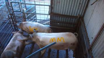 Three sows shot in stun pen - Three sows shot by a rifle to 'stun' them prior to having their throats slit. - Captured at Menzel's Meats, Kapunda SA Australia.