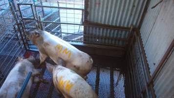 Three sows shot in stun pen - Three sows shot by a rifle to 'stun' them prior to having their throats slit. - Captured at Menzel's Meats, Kapunda SA Australia.