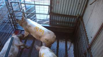 Three sows shot in stun pen - Three sows shot by a rifle to 'stun' them prior to having their throats slit. - Captured at Menzel's Meats, Kapunda SA Australia.