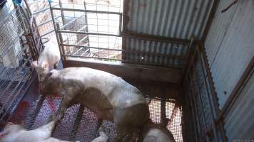 Pigs herded in on top of stunned sow - Other pigs being herded in on top of sow who had just been shot. The sow is bloody, shaking and spasming as other pigs are herded on top of her. - Captured at Menzel's Meats, Kapunda SA Australia.