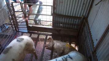 Pigs herded in on top of stunned sow - Other pigs being herded in on top of sow who had just been shot. The sow is bloody, shaking and spasming as other pigs are herded on top of her. - Captured at Menzel's Meats, Kapunda SA Australia.