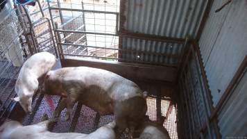 Pigs herded in on top of stunned sow - Other pigs being herded in on top of sow who had just been shot. The sow is bloody, shaking and spasming as other pigs are herded on top of her. - Captured at Menzel's Meats, Kapunda SA Australia.