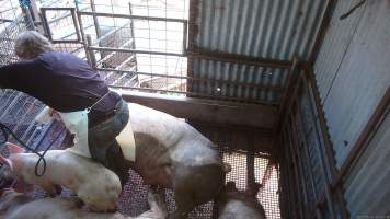 Worker chasing small pig with electric stunner - A worker chasing a small pig around the stun pig and using the electric stunner on them, while sows spasm around them. - Captured at Menzel's Meats, Kapunda SA Australia.