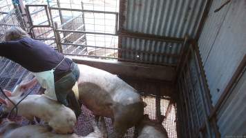 Worker chasing small pig with electric stunner - A worker chasing a small pig around the stun pig and using the electric stunner on them, while sows spasm around them. - Captured at Menzel's Meats, Kapunda SA Australia.