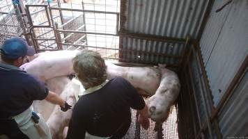 Pig trapped under others in stun pen - Workers try and drag a stunned pig, who has become stuck under other pigs, into the kill room. - Captured at Menzel's Meats, Kapunda SA Australia.