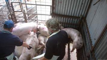 Pig trapped under others in stun pen - Workers try and drag a stunned pig, who has become stuck under other pigs, into the kill room. - Captured at Menzel's Meats, Kapunda SA Australia.