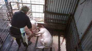 Worker beating pig with chain - A worker repeatedly beats a pig with a length of chain to try and force them to move. - Captured at Menzel's Meats, Kapunda SA Australia.