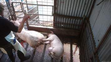 Worker beating pig with chain - A worker repeatedly beats a pig with a length of chain to try and force them to move. - Captured at Menzel's Meats, Kapunda SA Australia.