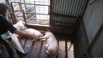 Worker beating pig with chain - A worker repeatedly beats a pig with a length of chain to try and force them to move. - Captured at Menzel's Meats, Kapunda SA Australia.