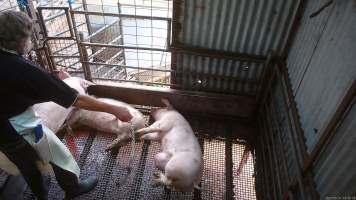 Worker beating pig with chain - A worker repeatedly beats a pig with a length of chain to try and force them to move. - Captured at Menzel's Meats, Kapunda SA Australia.