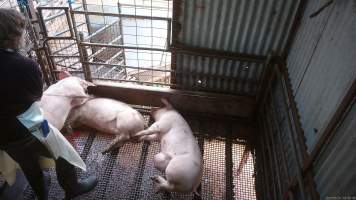 Worker beating pig with chain - A worker repeatedly beats a pig with a length of chain to try and force them to move. - Captured at Menzel's Meats, Kapunda SA Australia.