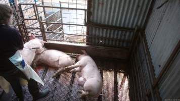 Worker beating pig with chain - A worker repeatedly beats a pig with a length of chain to try and force them to move. - Captured at Menzel's Meats, Kapunda SA Australia.