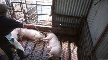 Worker beating pig with chain - A worker repeatedly beats a pig with a length of chain to try and force them to move. - Captured at Menzel's Meats, Kapunda SA Australia.